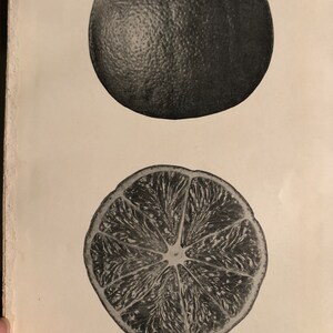 May include: A black and white image of a whole citrange and a cross-section of a citrange. The caption below the image reads "The Morton Citrange. Natural Size."
