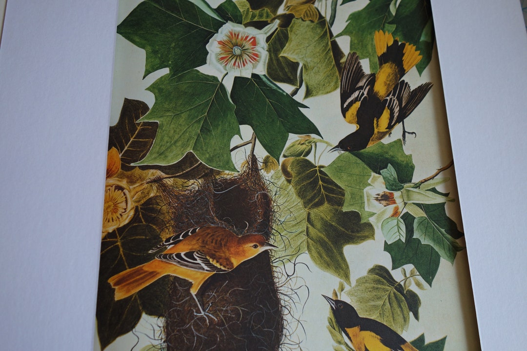 Audubon Baltimore Oriole Grouping With Nest Color Reproduction Plate From Original 1825 Print