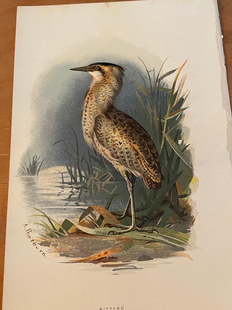 1901 | Bittern | Antique Original Color Print 7.5 X 5 Inches for ...