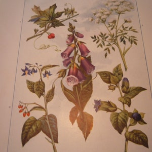 Puede incluir: Una ilustraci&oacute;n bot&aacute;nica vintage que presenta varias plantas con flores y bayas. La ilustraci&oacute;n incluye una dedalera p&uacute;rpura, una flor blanca con tallos verdes, una planta con flores azules y bayas rojas, y una planta con bayas moradas.