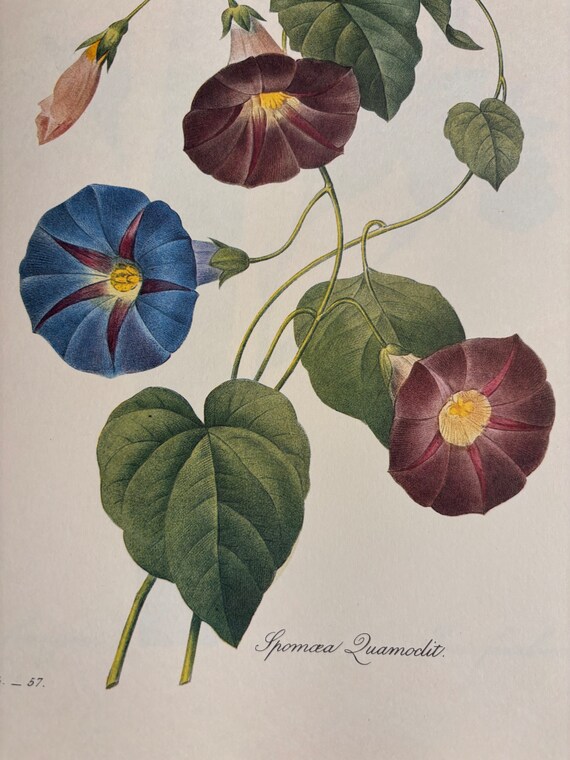 Vintage 1990 Joseph Redouté Floral Art Prints Vintage 1990 Joseph Redouté Floral Art Prints
