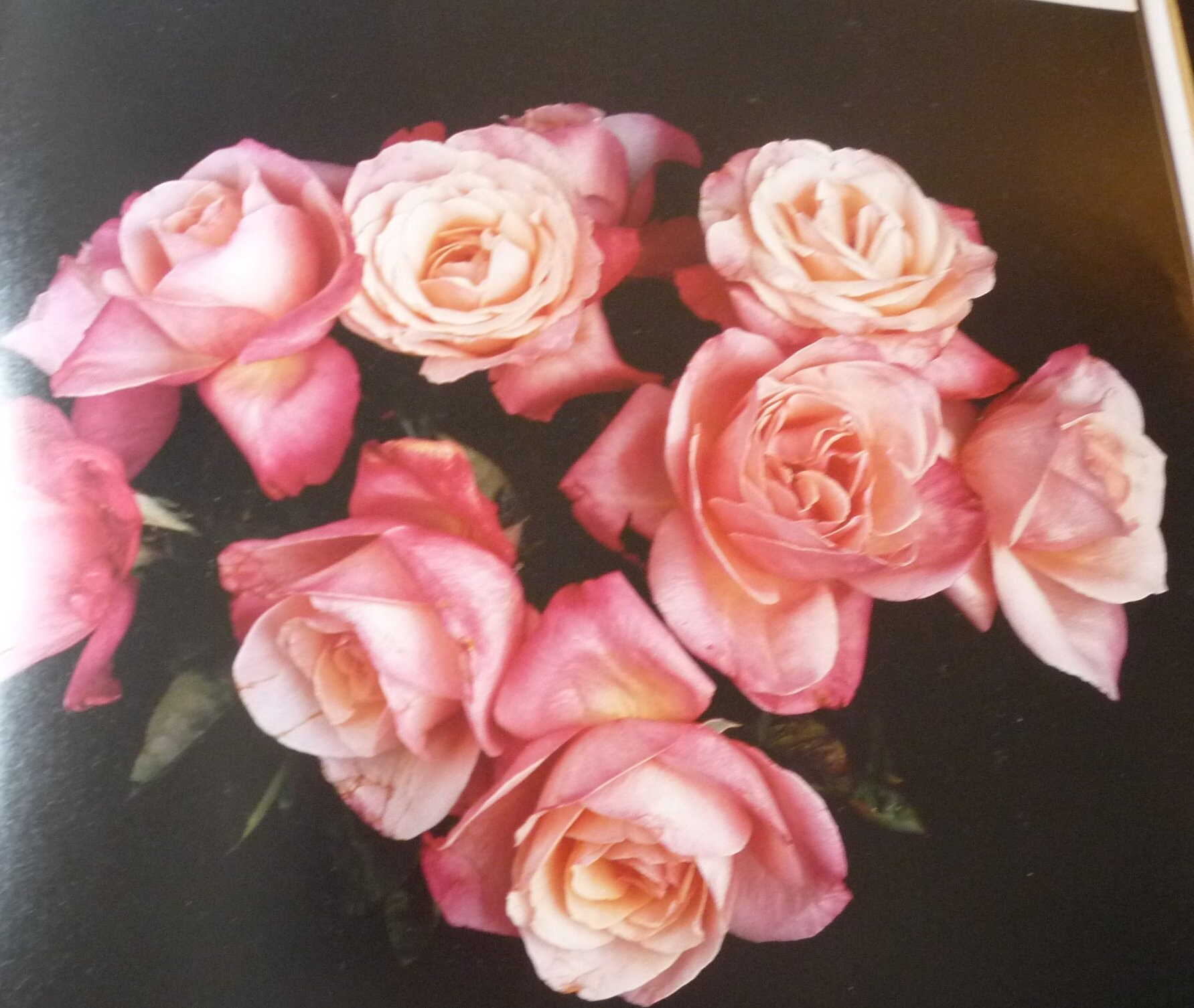 Robert mapplethorpe flowers - Etsy 日本
