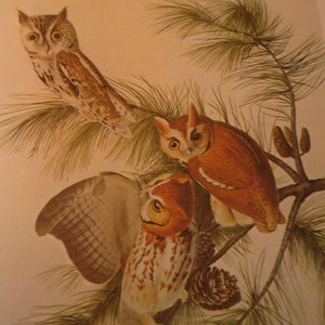 May include: An illustration of three owls perched on a pine branch. The owls have brown and white feathers, with large yellow eyes. The artwork is detailed, showing the texture of the feathers and the pine needles.