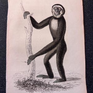 Op de afbeelding: Oude illustratie van een Hoolock Gibbon, een primaat met zwarte vacht en een witte gezichtsring. De gibbon wordt afgebeeld terwijl hij een tak vasthoudt, met de tekst "PLATE 3." bovenaan en "HYLOBATES HOOLOCK." onderaan.