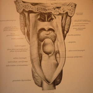 Pode incluir: Uma ilustração anatômica detalhada da garganta humana, mostrando a epiglote, as amígdalas e outras estruturas. A ilustração é rotulada com termos anatômicos em inglês.
