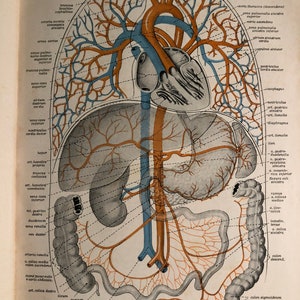 May include: A detailed anatomical illustration of the human circulatory system, showing the heart, lungs, liver, and digestive system. The illustration is labelled with the names of the various organs and blood vessels. The illustration is in a vintage style, with a light brown background and a detailed drawing of the human body.