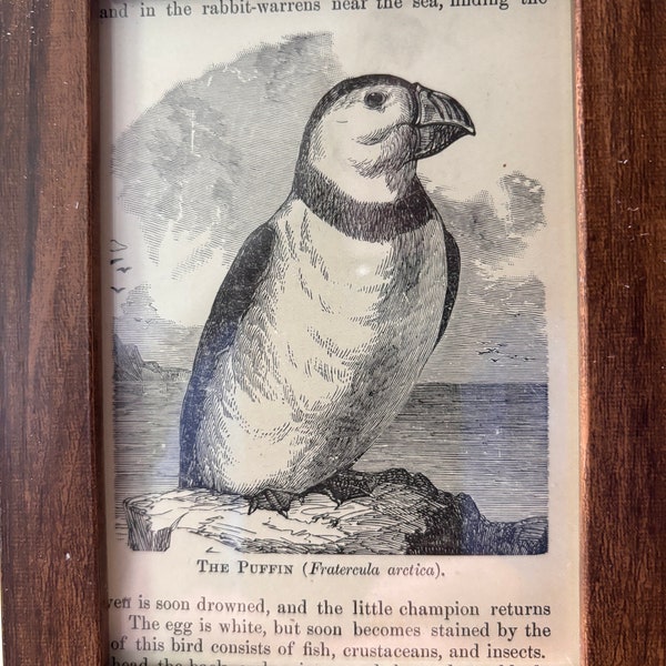 1888 Puffin Framed Antique Original Mini Bird print 4 by 5 inches Framed Ready to display in any aviary Great for gifting