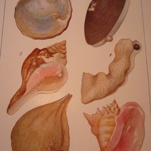 Pearl Oysters 1904 - vibrant color prints - black pink pearl Science Illustration Under the sea Ocean creatures Framable