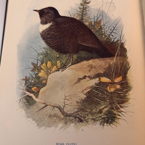 1901 Ring Ouzel Framed Antique Original Color Lithograph | Aviary Collection British Bird | High Altitude Thrush | Beautiful to display