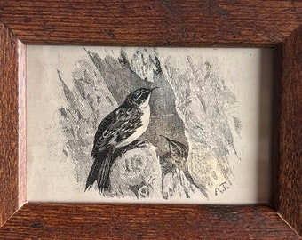 Creeper | Framed Tiny Bird Print | From an Antique Naturalist book | Home Decor | Ready to display in your Aviary