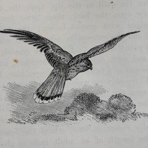 May include: A black and white illustration of a bird in flight. The bird has a long tail and is flying over a field of grass.