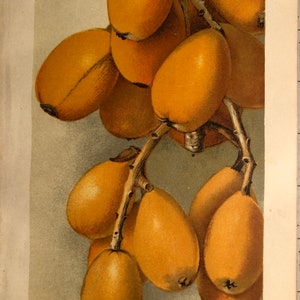 1905 Eulalia Loquat US Department of Agriculture Fruit Print Published Antique Lithograph vibrant color Sign in plate D G Passman Wall Art