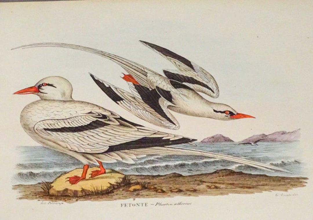 1863 Red-billed Tropicbird | Phaethon Aethereus | Large Hand