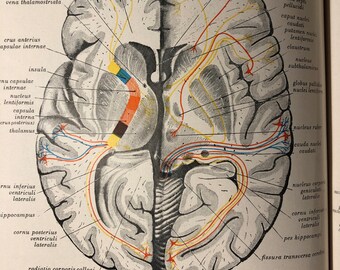Central Nervous System Brain Cross Section - 1954 Human