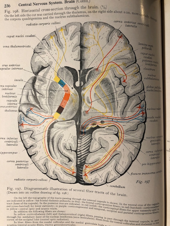 解剖学書籍 HUMAN CROSS-SECTIONAL ANATOMY 値下げ 41u2el6LQmL.jpg