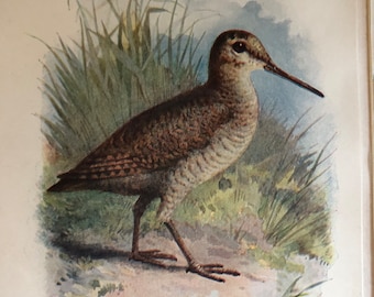 1901 Woodcock Antique Original Color Print  7.5 x 5 inches for framing Wading Bird Aviary Collection Wild Birds