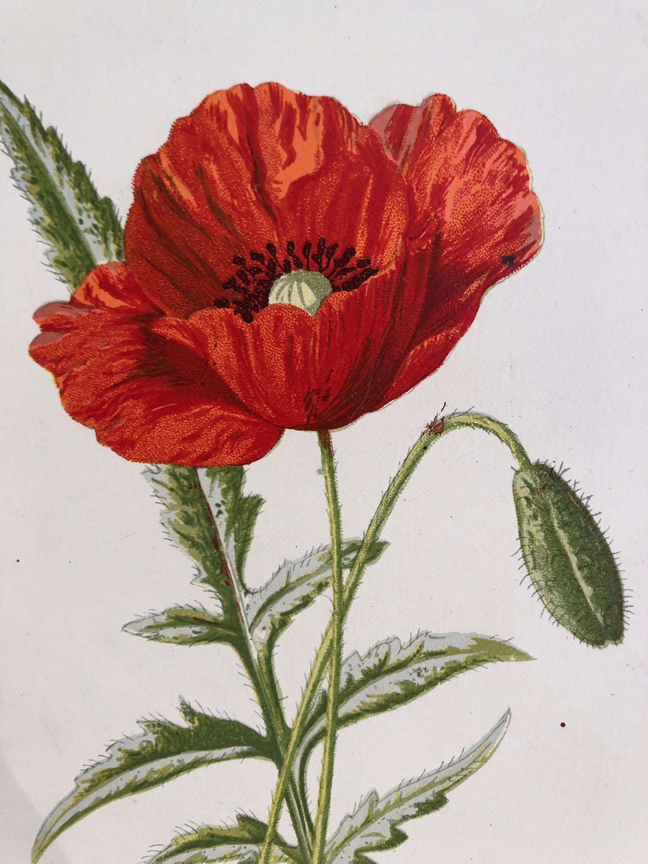 1883 Red Poppy Flower Antique Original Chromolithograph Water Color Beautiful Delicate Blooms