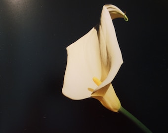 すぐ届く！ SAINT Mxxxxxx ROBERT MAPPLETHORPE CALLA LILY SS T Calla Lily, Robert Mapplethorpe | Mia