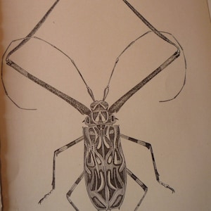 May include: A detailed black and white illustration of a beetle with long antennae and a patterned body.