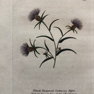 1825 Flower Etching Black Knapweed Antique Botanical Hand colored Centaurea Nigra Beautiful garden framable wall art image 2