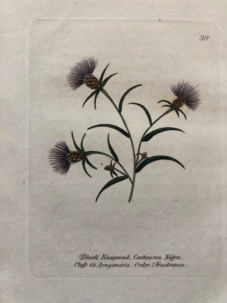 1825 Flower Etching Black Knapweed Antique Botanical Hand colored Centaurea Nigra Beautiful garden framable wall art image 2