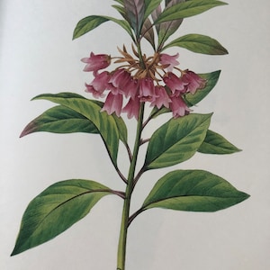 Enkianthus Redoute Flower Botanical Print | Original Published Lithograph | Beautiful | 13 by 10.5 inch | Framable Wall Art