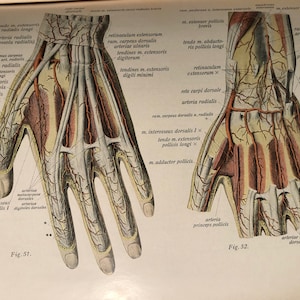 May include: A detailed anatomical illustration of the back of a human hand, showing the tendons, muscles, and arteries. The image is labelled with anatomical terms in English.