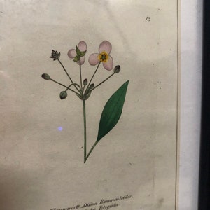 1825 Flower Etching Antique Botanical Hand colored | Thrumwort | Beautiful garden framable wall art