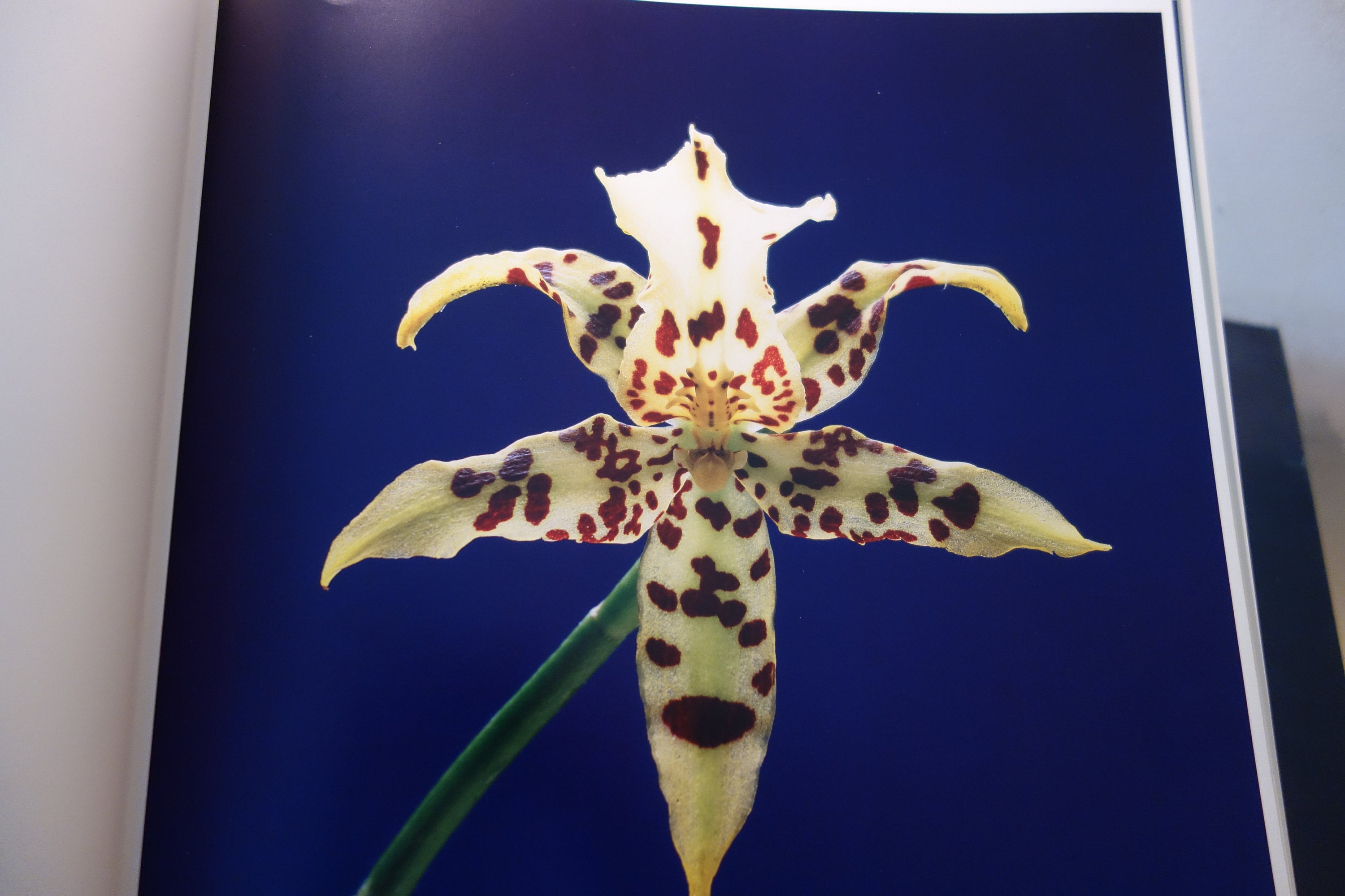 Mapplethorpe White Leopard Orchid Blue Backdrop Modern Art | Y