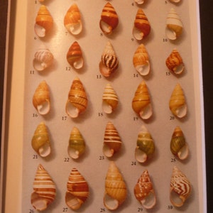 Tree Snail Shells of Hawaii color lithograph original 1934 - ocean nautical - print or matted 8 by 10 in frame marine life science patterns