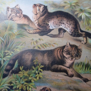 Lions and Cats in the Grass 1897 color print original antique great detail beautiful coloring Chinese Cat Malay with Kittens Carnivora