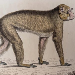 May include: An antique illustration of a monkey, depicted in a side profile. The monkey has light brown fur with darker shading on its back and head. Its face and hands are a pale pink, and it is standing on all fours.