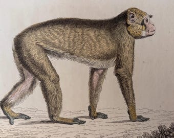 1833 Barbary Manque | Antike Originalradierung | Hand kolorierter Teller | Ausgeprägter Schwanzloser Affe