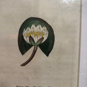 1825 Water Lilly | Framed Original Etching | Antique Hand colored Botanical | Nymphaeaceae | Beautiful garden framable wall art