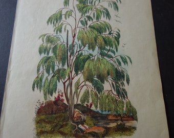 Plocama  E Guerin E Tree Engraving Hand colored lithograph  19th century Horticultural illustration signed Horto Van Houtteano
