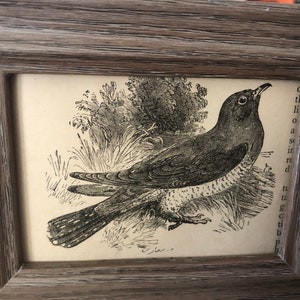 Cuckoo Mini Framed 1888 Antique Original print 4.5 by 3.5 inches Ready to display Beautiful Detailed Bird print Ready to display image 2