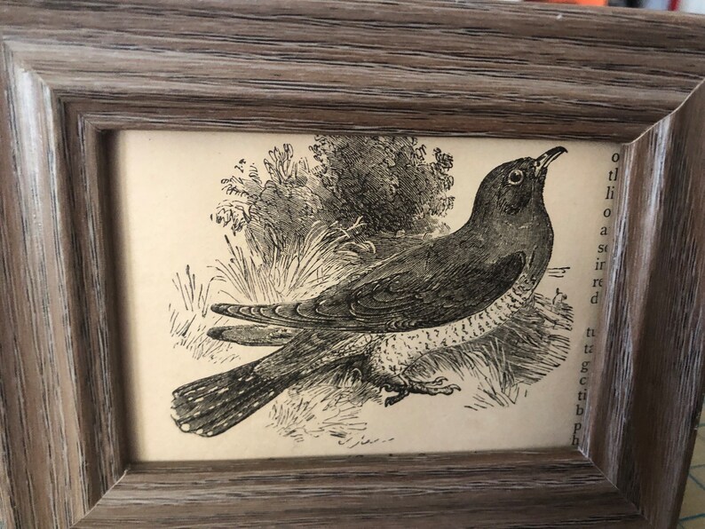 Cuckoo Mini Framed 1888 Antique Original print 4.5 by 3.5 inches Ready to display Beautiful Detailed Bird print Ready to display image 2