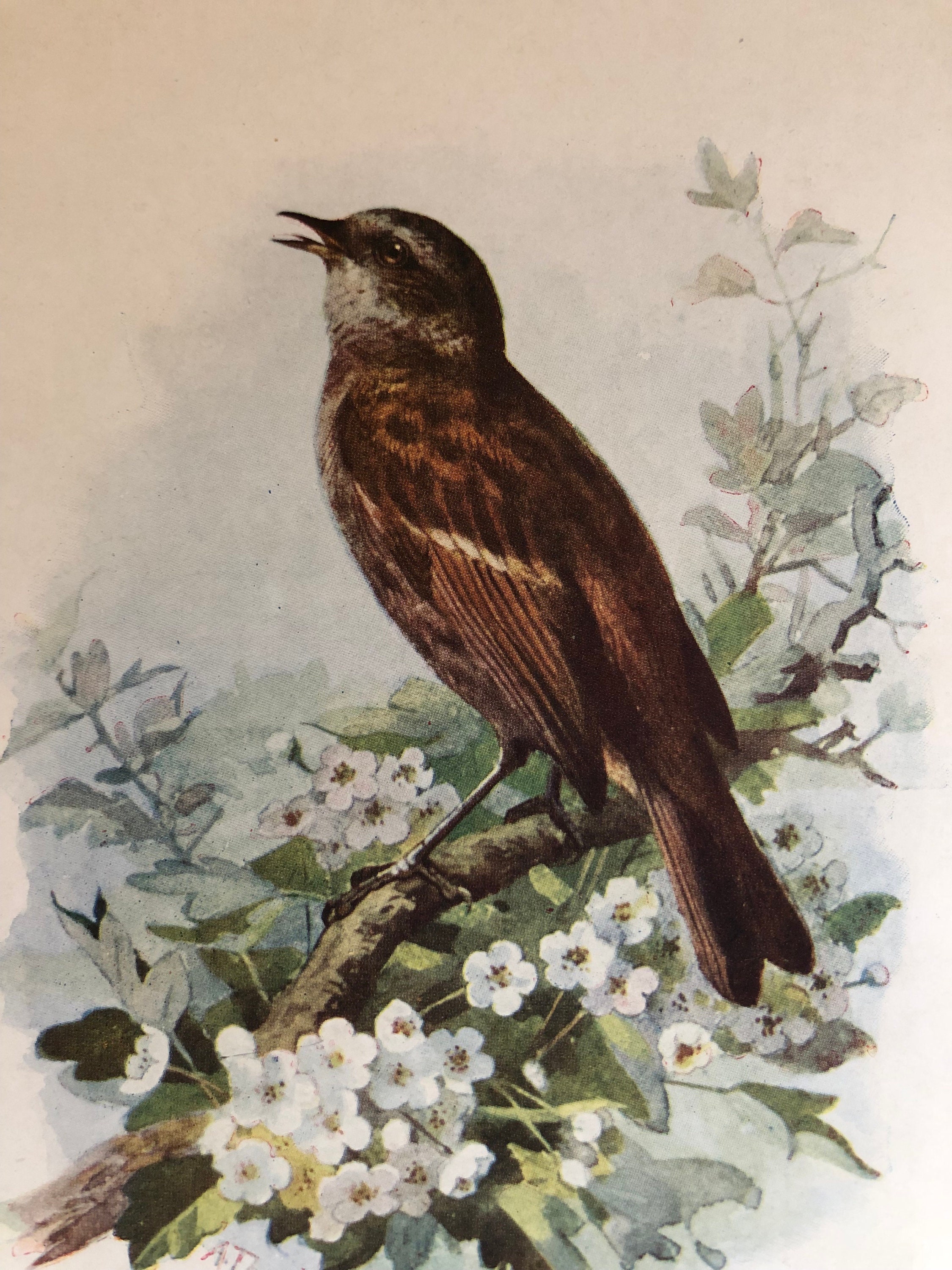 アンティーク フレーム 鳥の絵画 リトグラフ