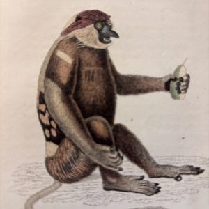 Op de afbeelding: Een antieke illustratie van een aap, met een bruin lichaam met lichtere markeringen en een roodbruine kop. De aap houdt een groen object vast en zit met uitgestrekte staart. Het kunstwerk heeft een vintage esthetiek.