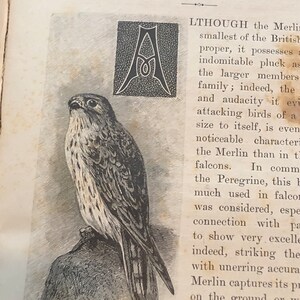 May include: A black and white illustration of a Merlin, a small falcon, perched on a rock. The text "THE MERLIN. Falco æsalon." is above the illustration. The text "LTHOUGH the Merlin smallest of the British proper, it possesses indomitable pluck as the larger members family; indeed, the and audacity it evi attacking birds of a size to itself, is even noticeable characteri the Merlin than in t falcons. In comm the Peregrine, this b much used in falcon was considered, espe connection with pa to show very excelle indeed, striking the with unerring accura Merlin captures its pr on the ground or w ing, and will frequen a victim from a flock birds, and follow i" is to the right of the illustration.