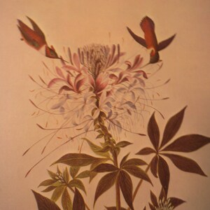 May include: A watercolour painting of a hummingbird with brown and red feathers hovering near a white flower with long, thin petals. The flower is surrounded by green leaves.