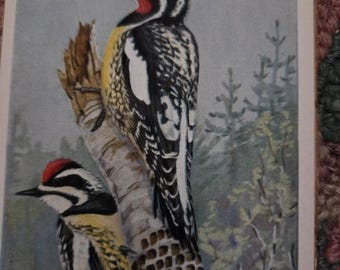Picchio panciagialla, 1930. Stampa vintage di uccelli incorniciata / Pronta per essere esposta.
