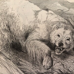 Polar Bear 1897 antique original animal print beautiful Arctic Carnivora Detailed Wall Art
