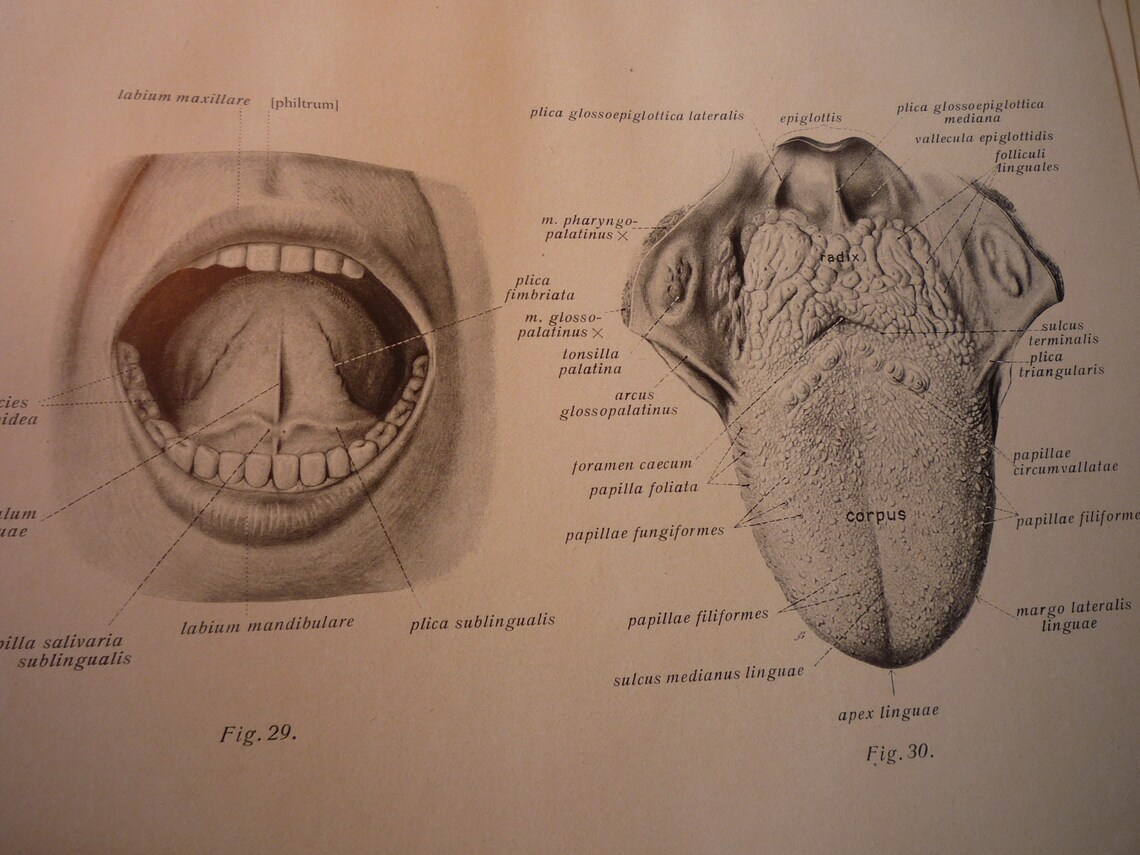 Zähne Die Zunge Mundhöhle 1954 Human Anatomy Diagram Etsy.de