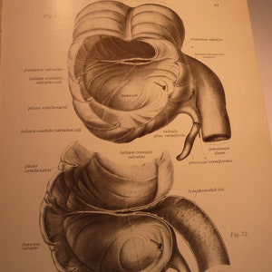 Anatomy The Intestine The Digestive System - 1954 Human Anatomy - illustration framable two sided print diagram of body