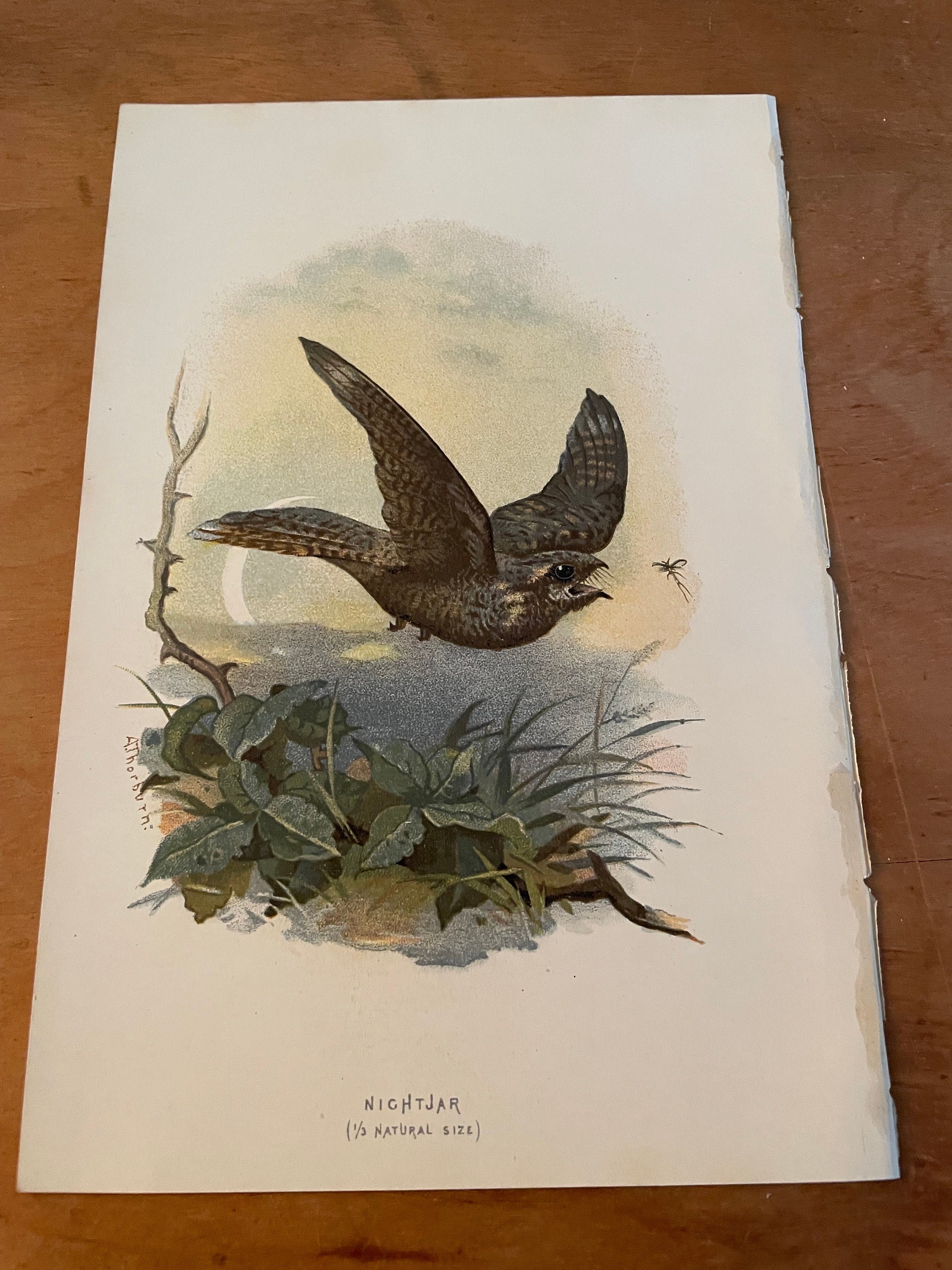 1901 | Ziegenmelker | Antike Original Farblithographie 7,5 x 5 Zoll für die Rahmung Reiher | Vogelhaus Sammlung Wild Birds