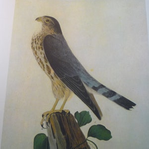 Audubon - Pigeon Hawk - Audubon Color Plate from 1800s painting - gift for birders - nature lovers oversized 13 by 10.5 - birds of prey