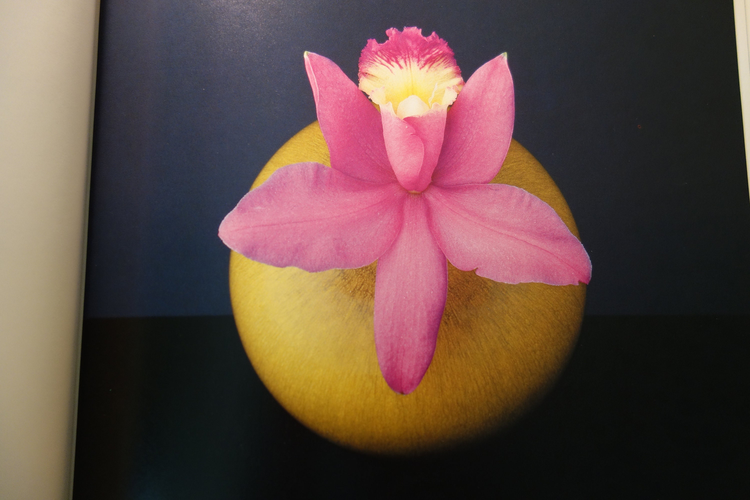 Robert mapplethorpe flowers - Etsy 日本