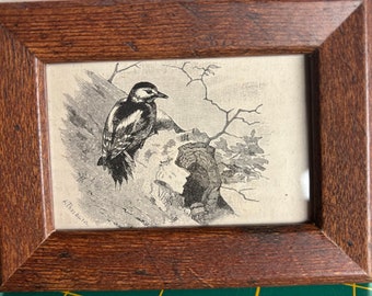 Spotted Woodpecker | Framed Tiny Print | From an Antique Naturalist book | Peeking Into from the Nest | Ready to display in your Aviary