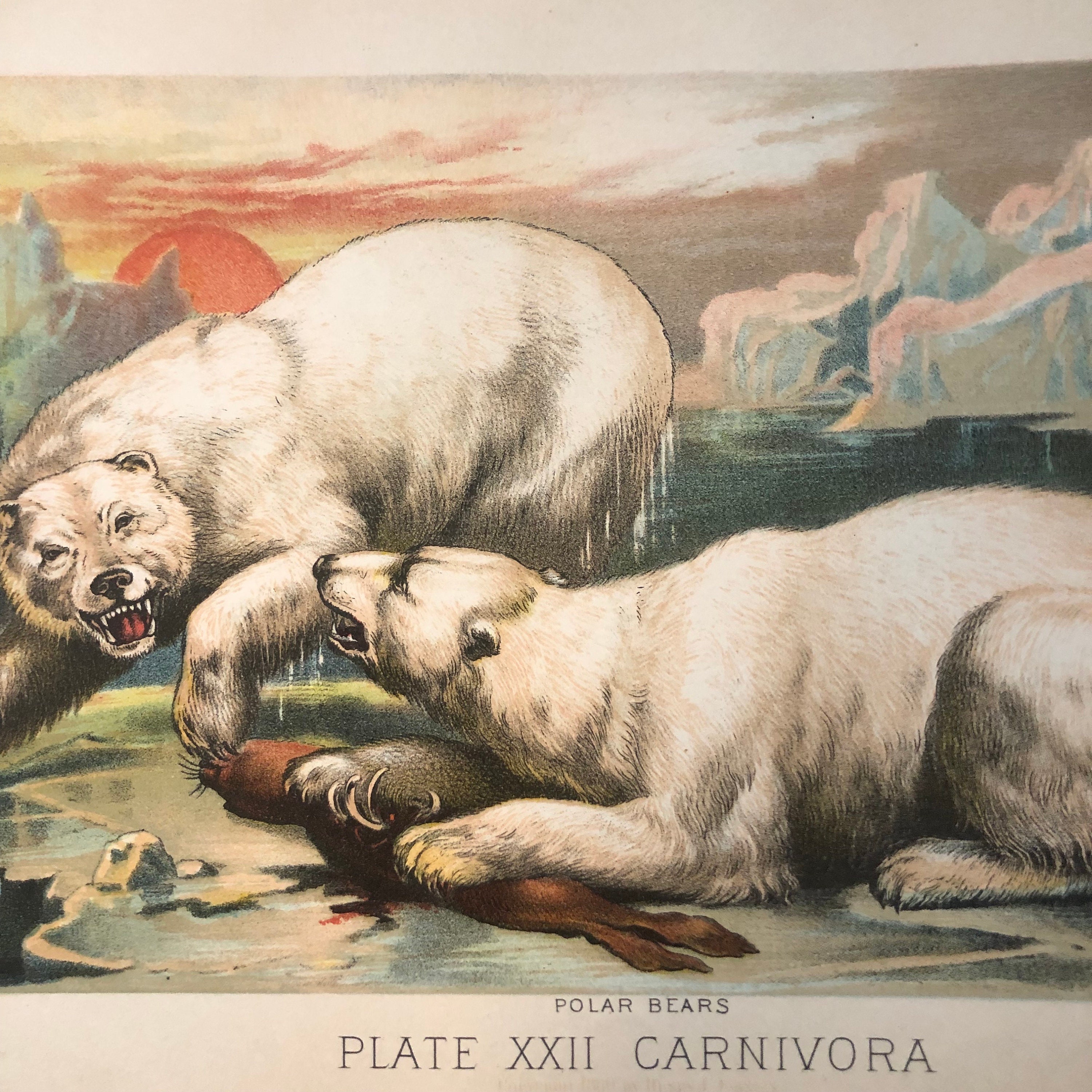 【ロシア ソ連 レア切手】1987 USSR WWF Polar Bearシート lomonosov-porcelain-ussr-